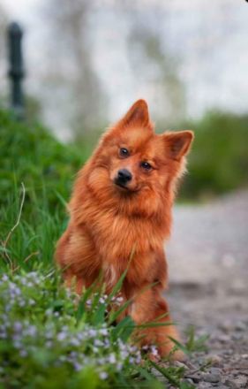 Grinch - aktiver, hübscher Spitz Rüde