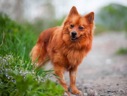 Grinch - aktiver, hübscher Spitz Rüde