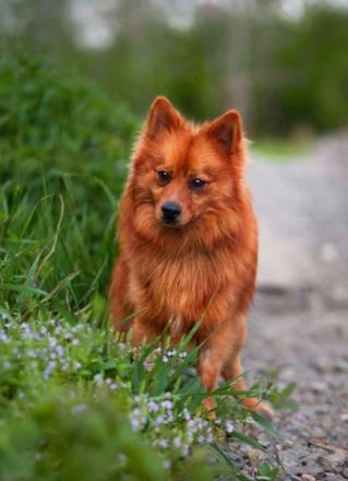 Grinch - aktiver, hübscher Spitz Rüde