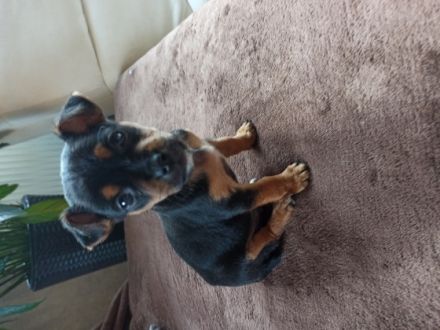 Verkaufen unseren letzten Mini Chihuahua Männchen. Da