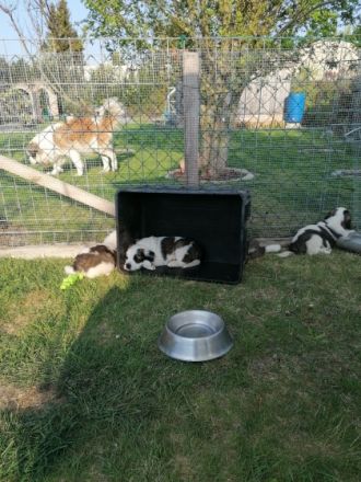 Am 26.03.2022 wurden unsere kleinen Teddybären geboren.
