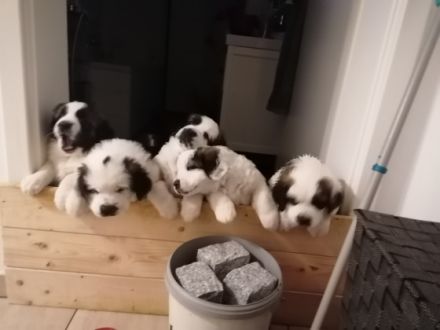 Am 26.03.2022 wurden unsere kleinen Teddybären geboren.