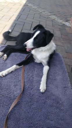 Dorie, Liebe,9 Monate junge Hündin (Kurzhaar)