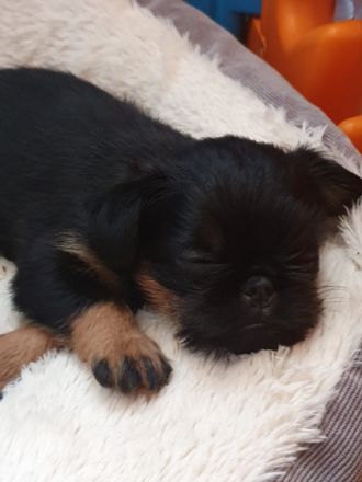 Griffon Bruxellois, Welpen