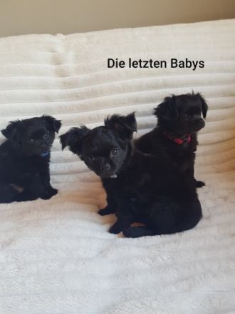 Unsere wunderschöne Welpen kamen am 01. März 2022 auf