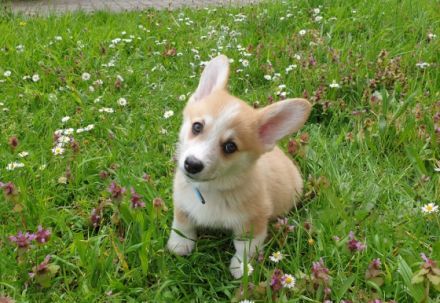 Welsch Corgi Pembroke Wir haben ein super süßes Mädchen