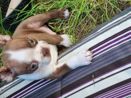 Unsere Hündin hat 8 bunte Welpen bekommen 2 Weibchen 6