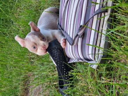 Unsere Hündin hat 8 bunte Welpen bekommen 2 Weibchen 6