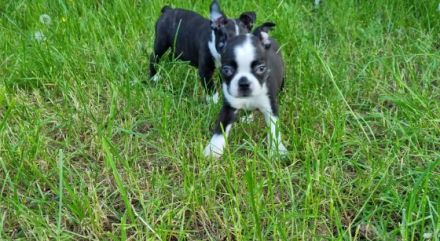 Unsere Hündin hat 8 bunte Welpen bekommen 2 Weibchen 6