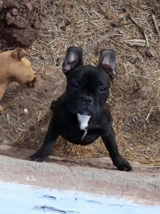 Hallo wir Verkaufen unsere Hobbyzucht an Liebhaber