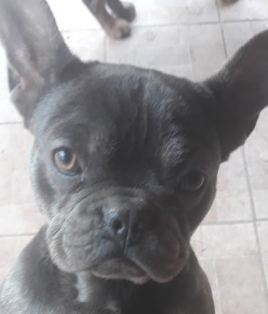 Hallo wir Verkaufen unsere Hobbyzucht an Liebhaber