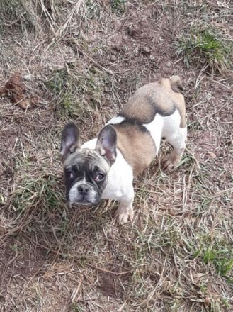 Hallo wir Verkaufen unsere Hobbyzucht an Liebhaber