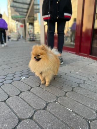 Coco, Verkaufe einen wunderschönen Zwergspitz (Männchen