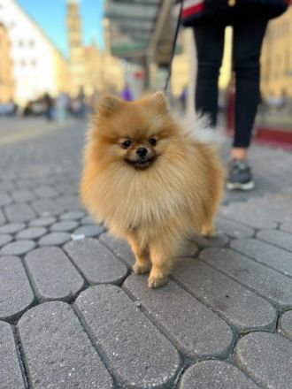 Coco, Verkaufe einen wunderschönen Zwergspitz (Männchen