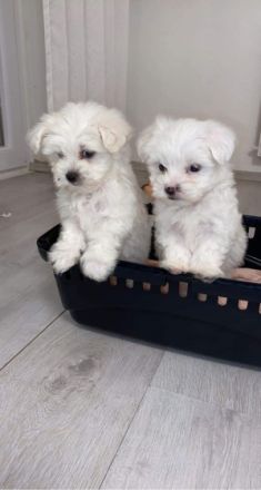 Hallo zusammen, wunderschöne und gesunde Malteserwelpen