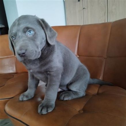 Dieser kleine Welpe sucht noch ein Zuhause. Beide