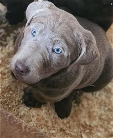 Dieser kleine Welpe sucht noch ein Zuhause. Beide