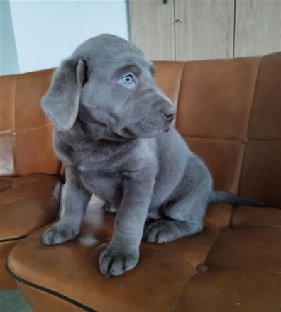 Dieser kleine Welpe sucht noch ein Zuhause. Beide