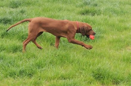 Diese beiden Ridgeback Rüden suchen ein liebevolles