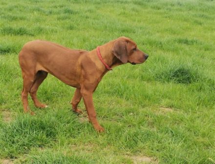 Diese beiden Ridgeback Rüden suchen ein liebevolles