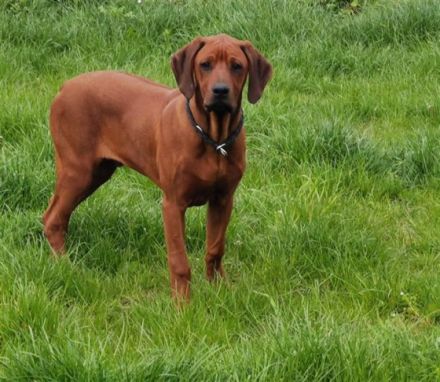 Diese beiden Ridgeback Rüden suchen ein liebevolles