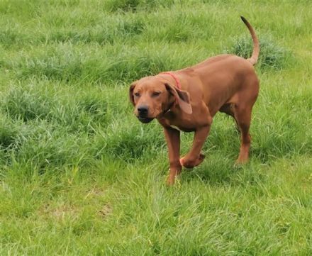 Diese beiden Ridgeback Rüden suchen ein liebevolles
