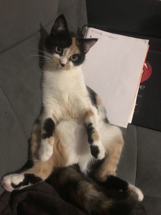 Klausi und Bärbel (beides weibchen)