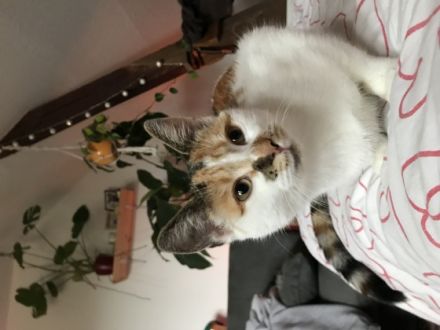 Klausi und Bärbel (beides weibchen)