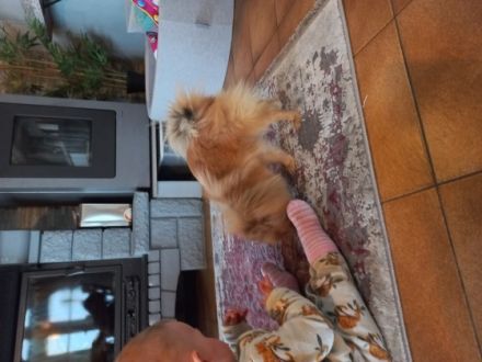 Pomeranian Zwergspitz Hündin 1.5 Jahre