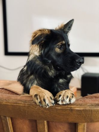 Vayana´s Shaya (Bones), Leider müssen wir uns von