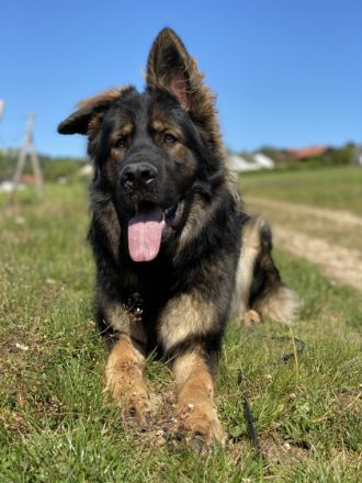 Vayana´s Shaya (Bones), Leider müssen wir uns von