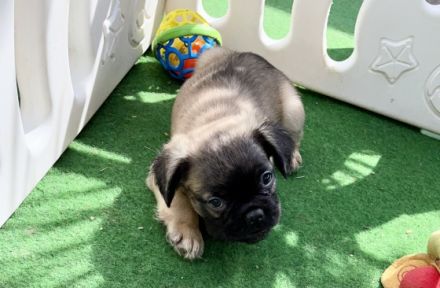 Französische Bulldogge, Welpen