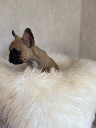 Hallo Bully Liebhaber, aus unserem Wurf haben wir noch