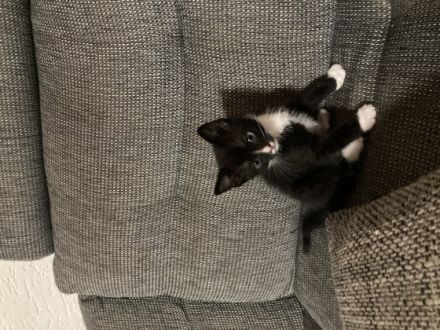 Unsere Mila bengal melanistic Katze hat am 18.3.22 4