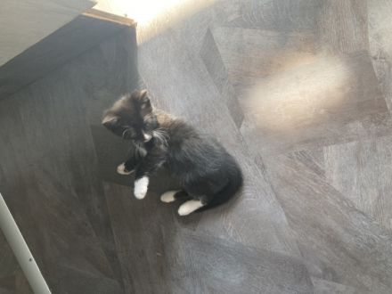 Unsere Mila bengal melanistic Katze hat am 18.3.22 4