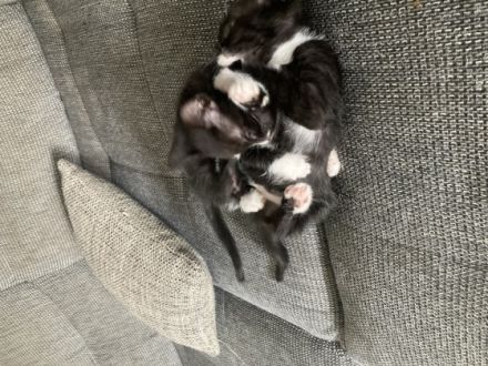 Unsere Mila bengal melanistic Katze hat am 18.3.22 4