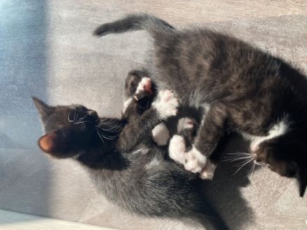 Unsere Mila bengal melanistic Katze hat am 18.3.22 4