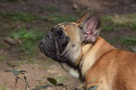 Golden Mary, Diese hübsche Maus, mit ruhigem Charakter,