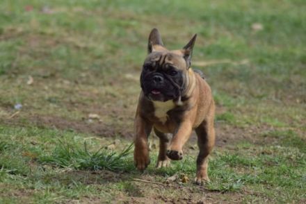 Golden Mary, Diese hübsche Maus, mit ruhigem Charakter,