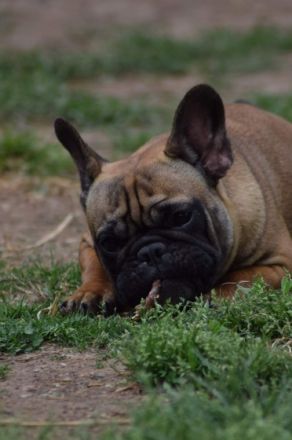 Golden Mary, Diese hübsche Maus, mit ruhigem Charakter,