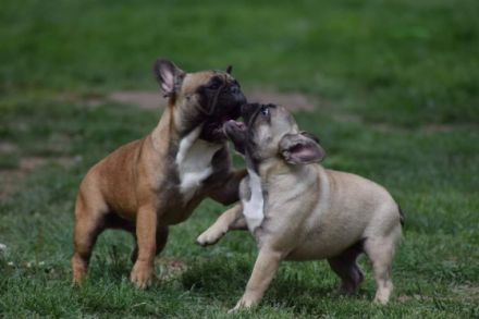 Golden Mary, Diese hübsche Maus, mit ruhigem Charakter,
