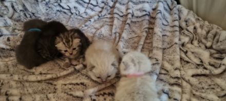 Unsere Amica hat am 18.04.2022 5 bezaubernde Kitten zur