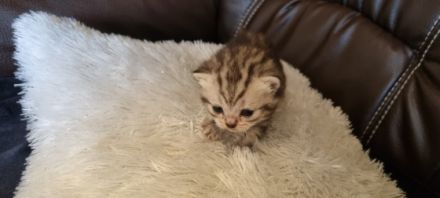 Unsere Amica hat am 18.04.2022 5 bezaubernde Kitten zur