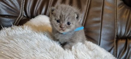 Unsere Amica hat am 18.04.2022 5 bezaubernde Kitten zur