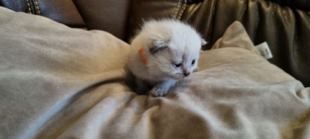 Unsere Amica hat am 18.04.2022 5 bezaubernde Kitten zur