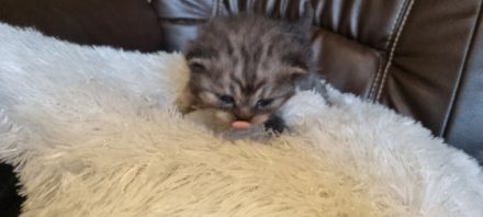 Unsere Amica hat am 18.04.2022 5 bezaubernde Kitten zur