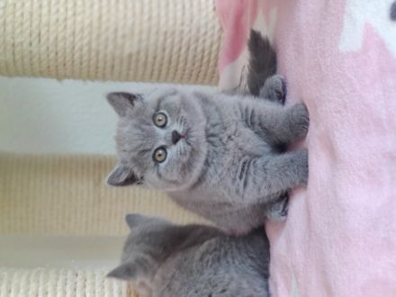 Am 01.03.2022 hat meine BKH Katze wunderschöne