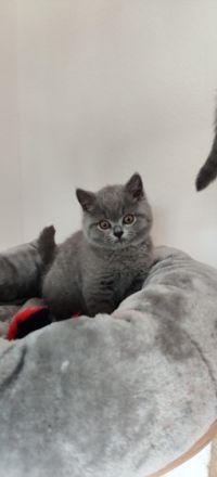 Am 01.03.2022 hat meine BKH Katze wunderschöne