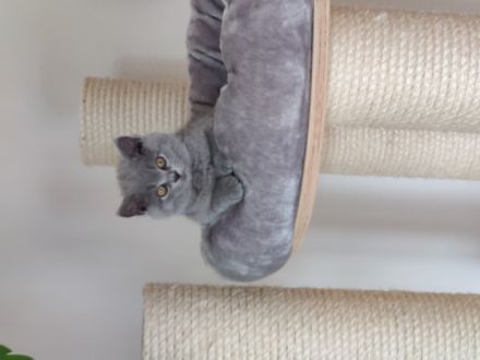 Am 01.03.2022 hat meine BKH Katze wunderschöne