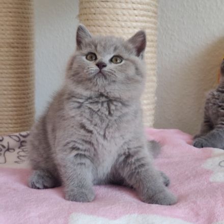 Am 01.03.2022 hat meine BKH Katze wunderschöne